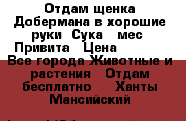 Отдам щенка Добермана в хорошие руки. Сука 5 мес. Привита › Цена ­ 5 000 - Все города Животные и растения » Отдам бесплатно   . Ханты-Мансийский